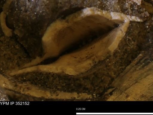 undet. Bivalvia