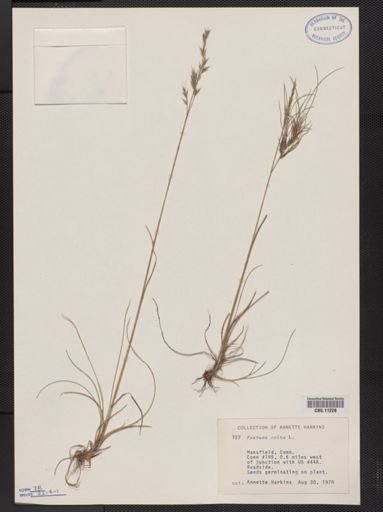 Festuca ovina