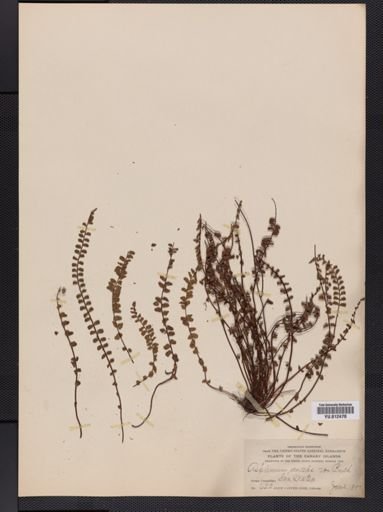 Asplenium trichomanes