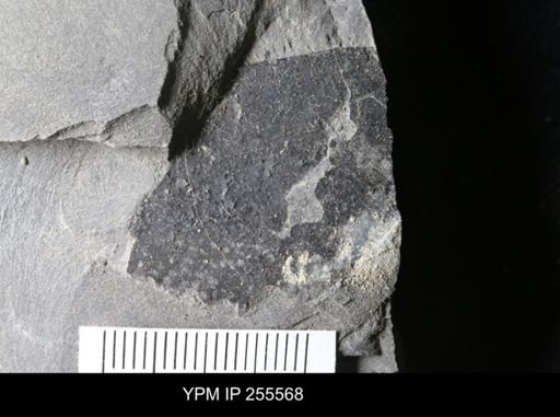 Eurypterida