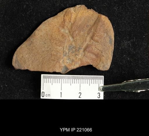 Anthracothremma sp.
