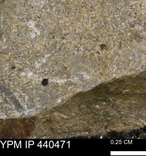 undet. Mollusca