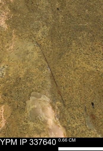 undet. Mollusca