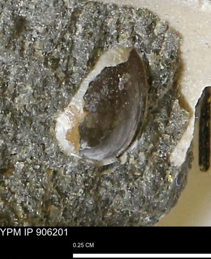 undet. Bivalvia