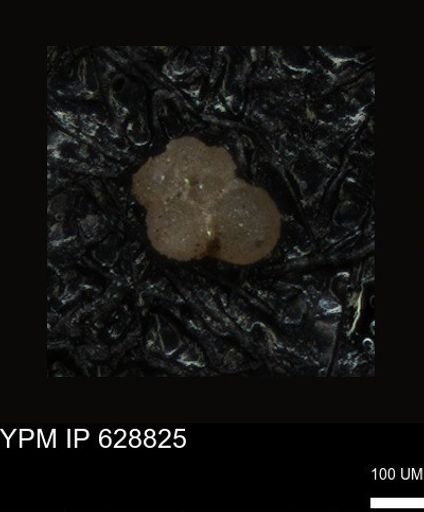 undet. Foraminiferida