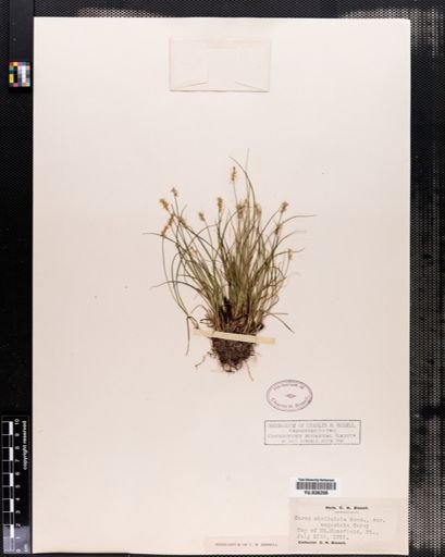 Carex angustior