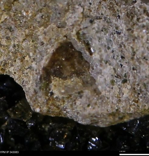 undet. Scaphitidae