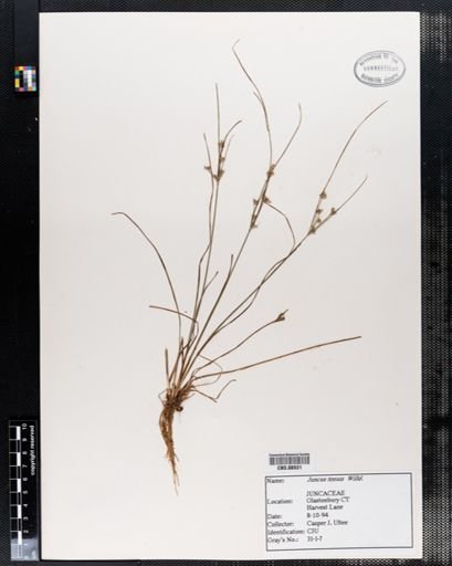 Juncus tenuis