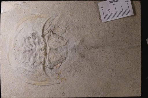 Limulus walchi