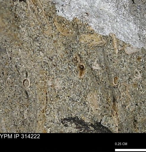 undet. Scaphopoda