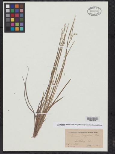 Panicum longifolium