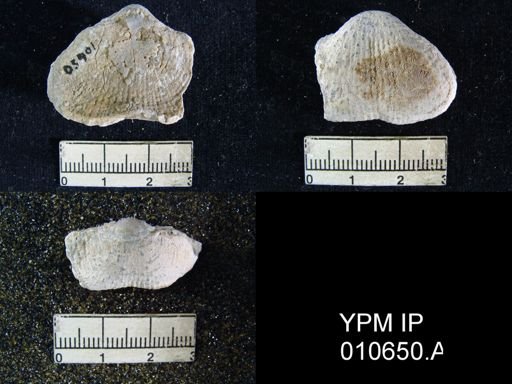 Productus semireticulatus hessensis