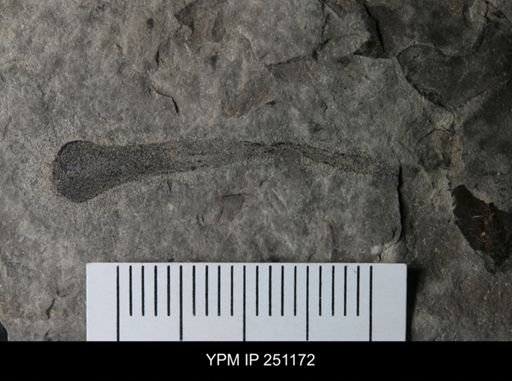 Cooksonia sp.