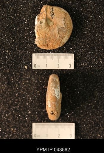 Hoploscaphites nicolletii
