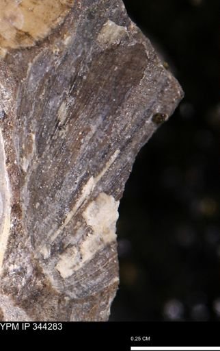Limopsis striatopunctatus