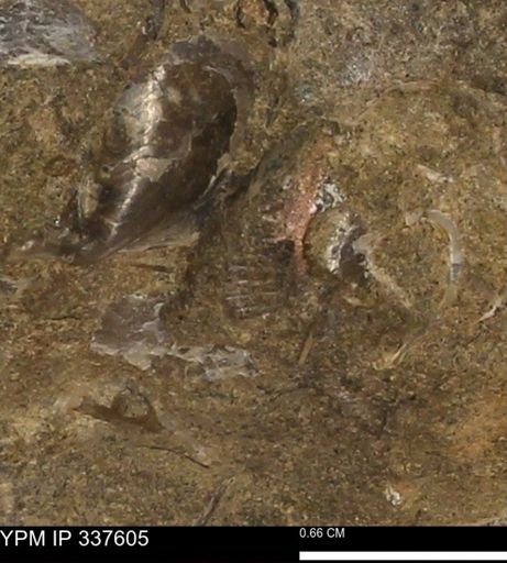 undet. Mollusca