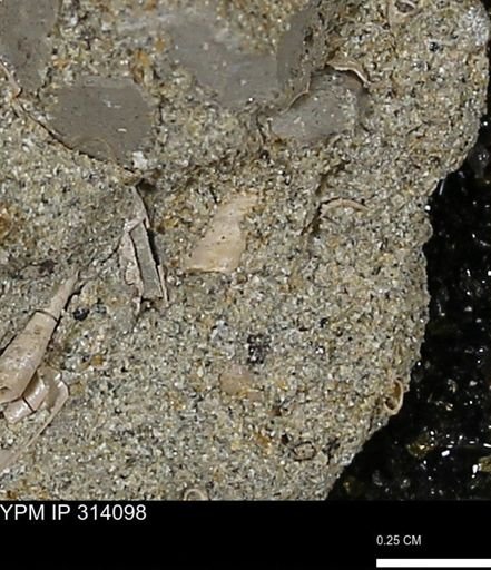 undet. Scaphopoda