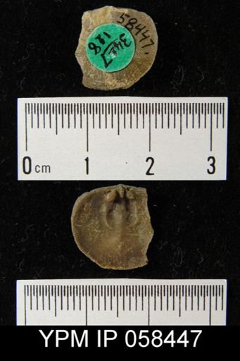 Dalmanella subcarinata