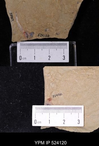 undet. Brachiopoda