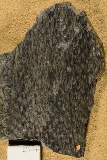 Lepidodendron rimosum