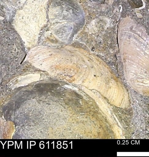 Protocardia sp.