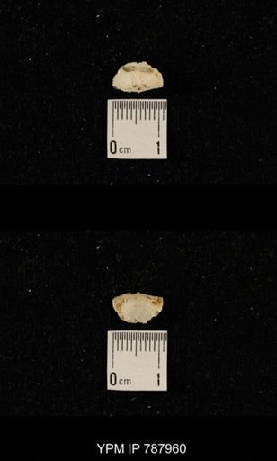 Dyoros sp.
