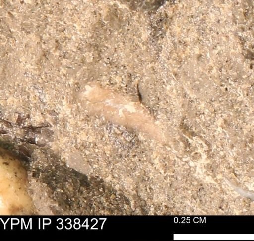 undet. Bivalvia