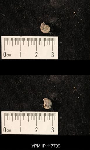 undet. Gastropoda