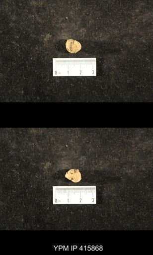 Euphemites carbonarius