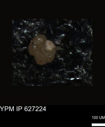 undet. Foraminiferida