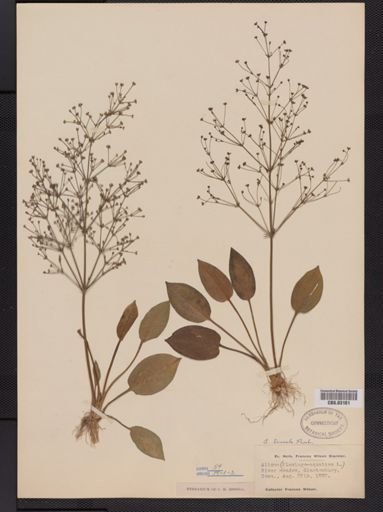 Alisma triviale