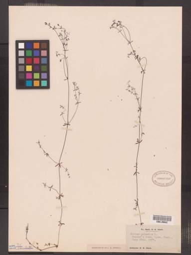 Galium palustre