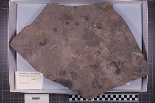 mixed taxa, stratigraphic collection