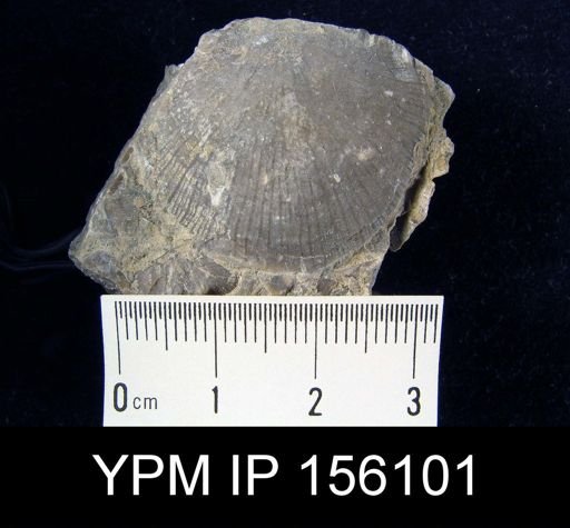 Strophomena planocorrugata