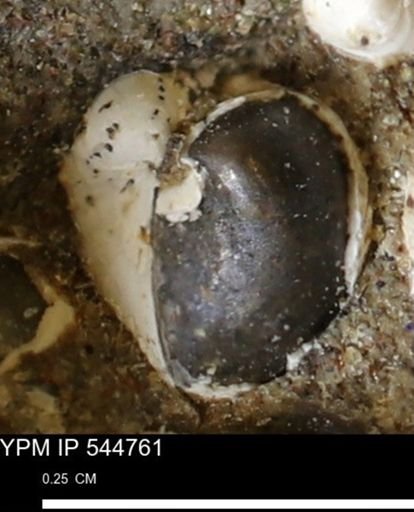 Corbulamella gregaria