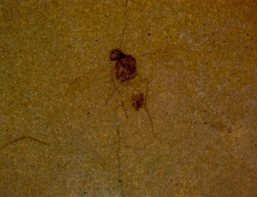 undet. Diptera