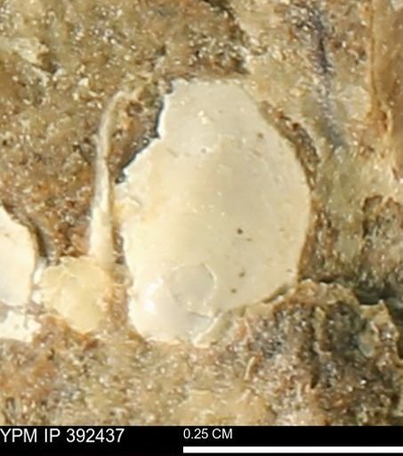 Protocardia subquadrata