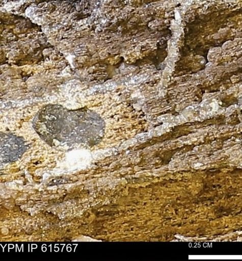 Teredo sp.