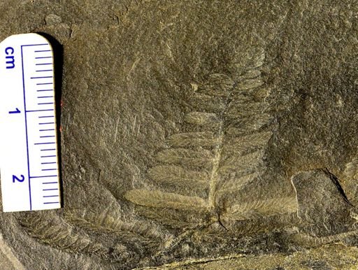 Pecopteris sp.