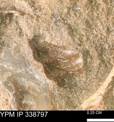 undet. Ammonoidea