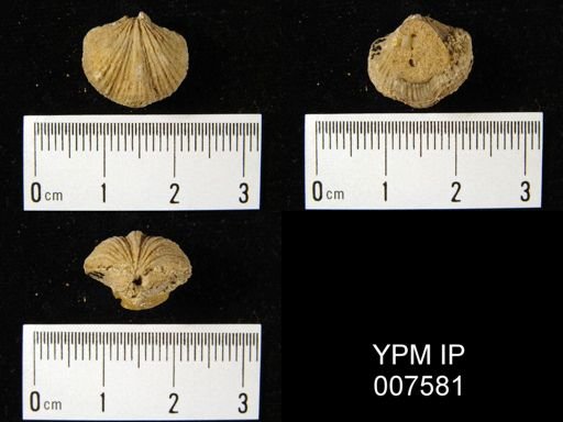 Eospirigerina praemarginalis