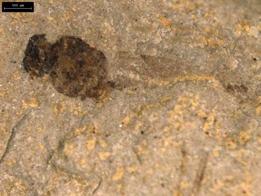 taxon undetermined