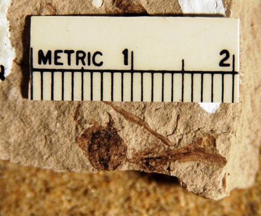 Feruglioa samaroides