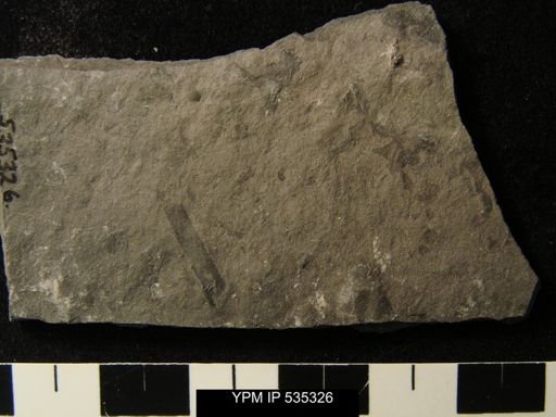 undet. Eurypterida