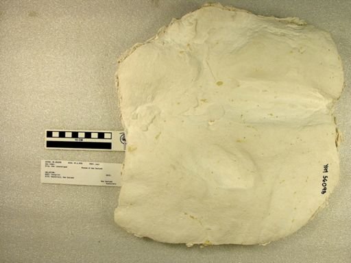 Dinornithiformes