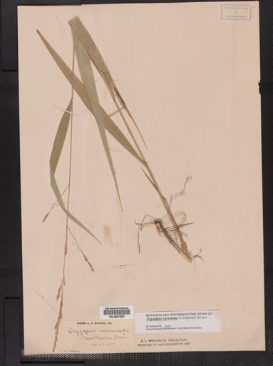 Oryzopsis racemosa