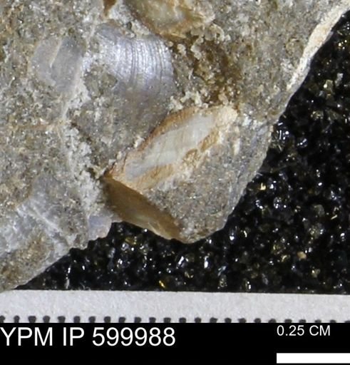 undet. Bivalvia