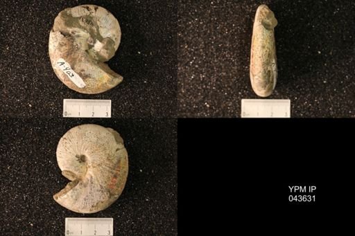 Hoploscaphites nicolletii