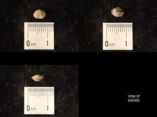 Platystrophia morrowensis