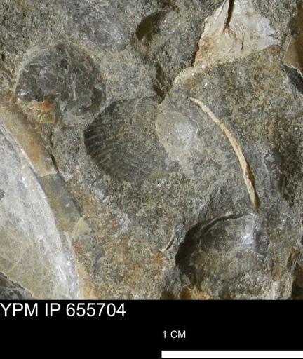 Oxytoma (Hypoxytoma) nebrascana